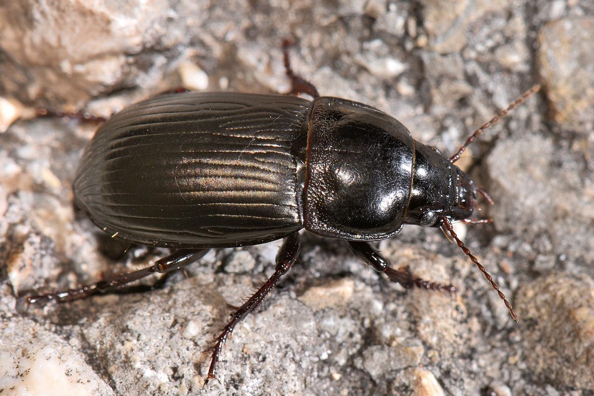 Carabidae: Harpalus sp? no, Zabrus tenebrioides